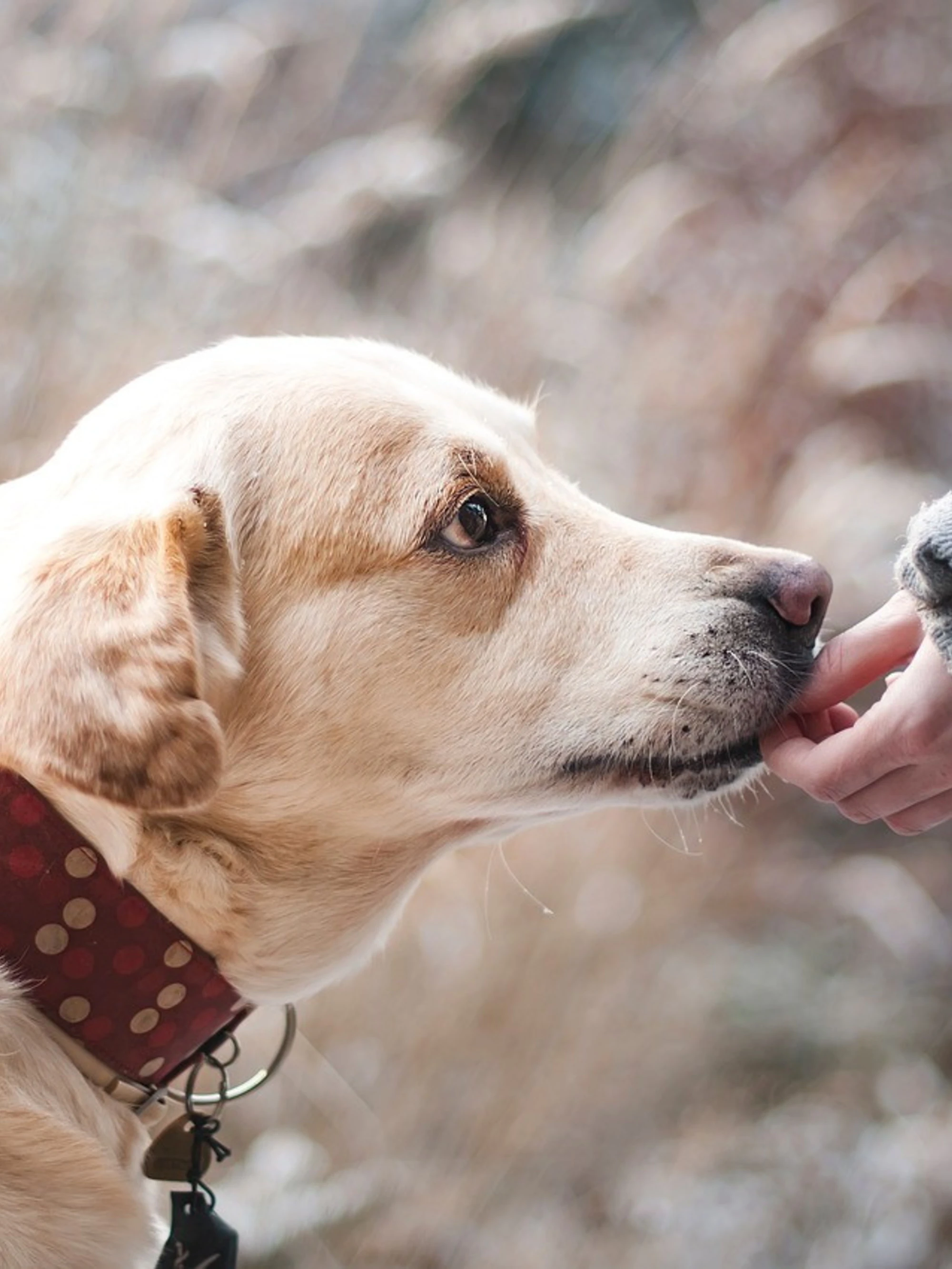 Dublino, morto a 49 anni: come l'ha contagiato il suo cane, un caso sconvolgente 