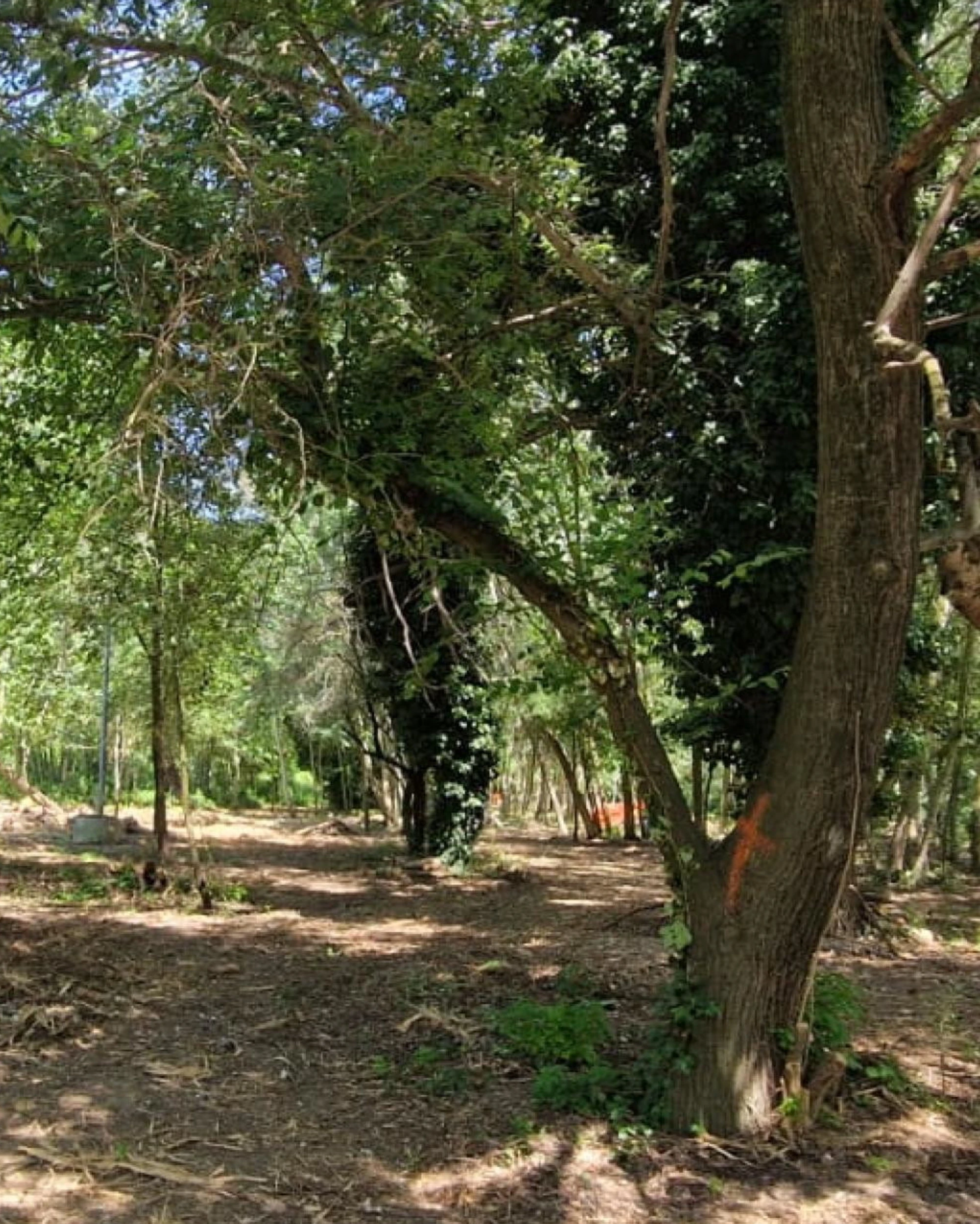 Violentata al parco, "un incubo durato 10 minuti": il racconto dell'orrore