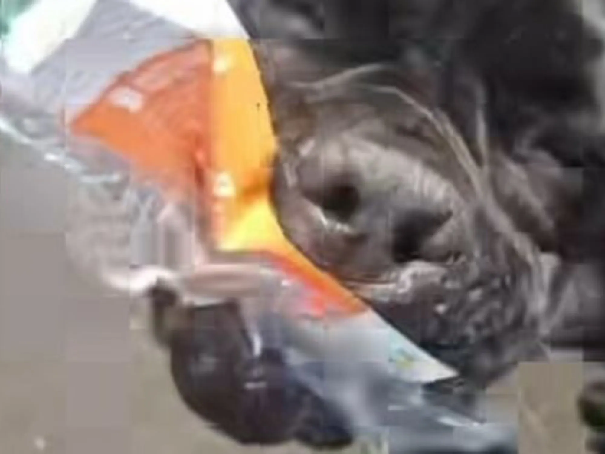 Leggi l'articolo: Aizza il cane contro il Pd: video-choc, il volantino sbranato