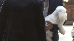 Testamento Berlusconi, Dudù? Che fine fa il cane: rumors clamorosi