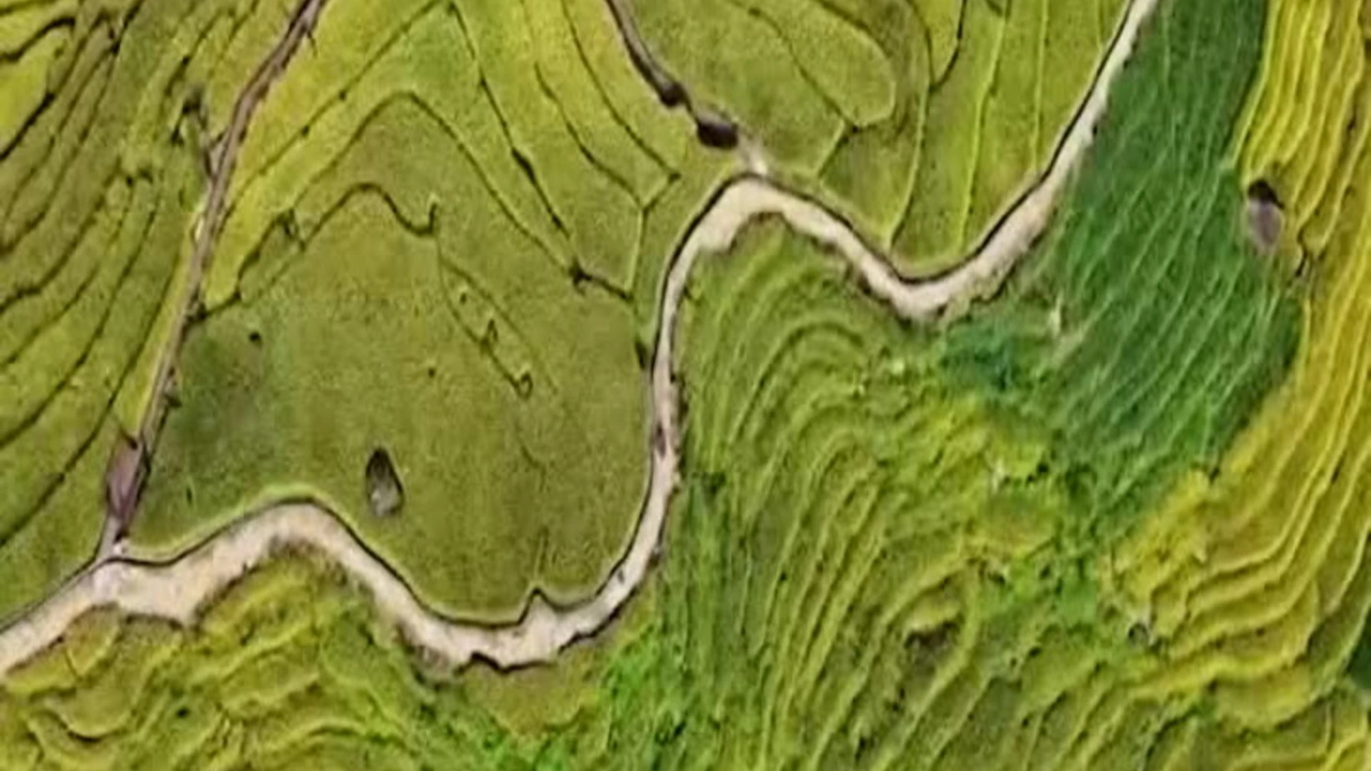 Cina, le risaie terrazzate di Luoyuan si tingono d’oro