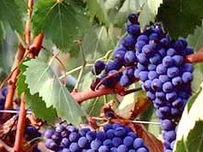 Primavera piovosa, estate fresca: la vendemmia 2013 è 'vintage', torna autunnale