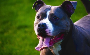 Pitbull sbrana e uccide la compagna incinta al sesto mese: una storia di puro orrore