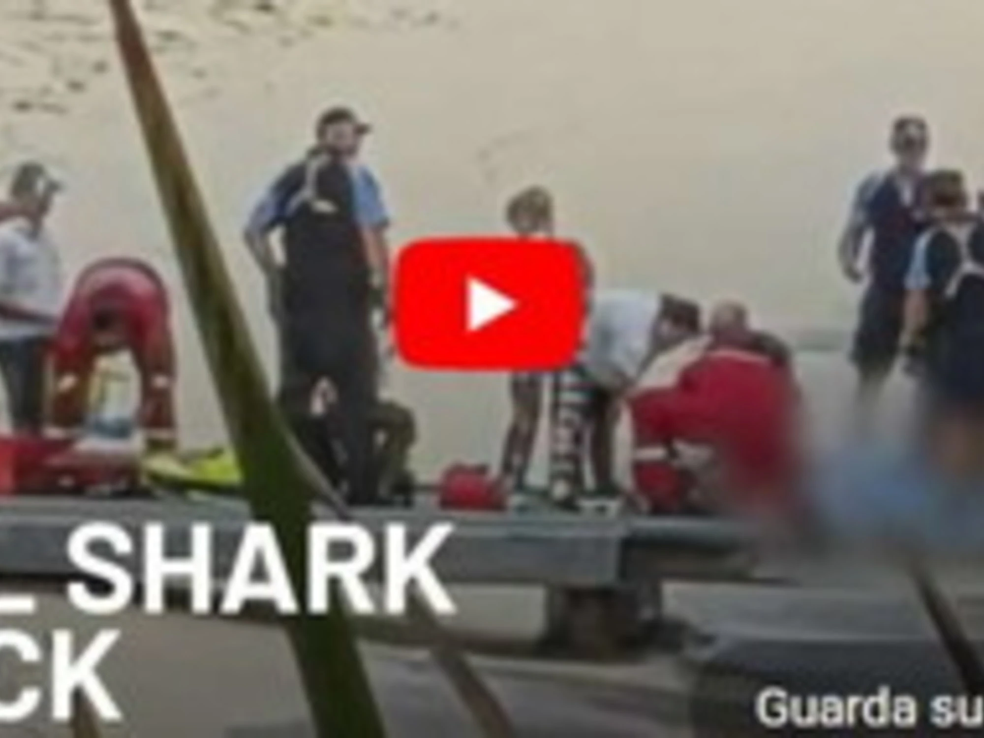 Australia, squalo bianco di 4 metri sbrana un sub: turisti in fuga, spiagge chiuse