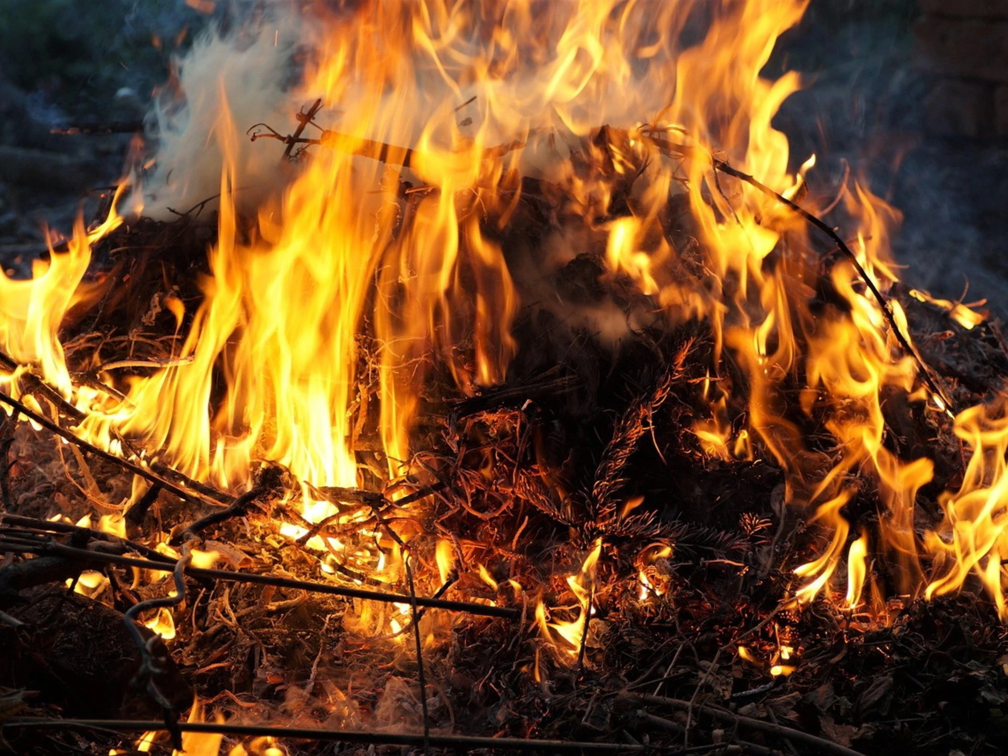 "La strega nel bosco": il caso che scuote l'Italia
