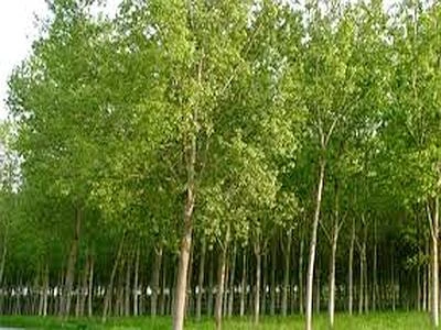Ad Alessandria pioppeti 'green' contro l'inquinamento e la Co2