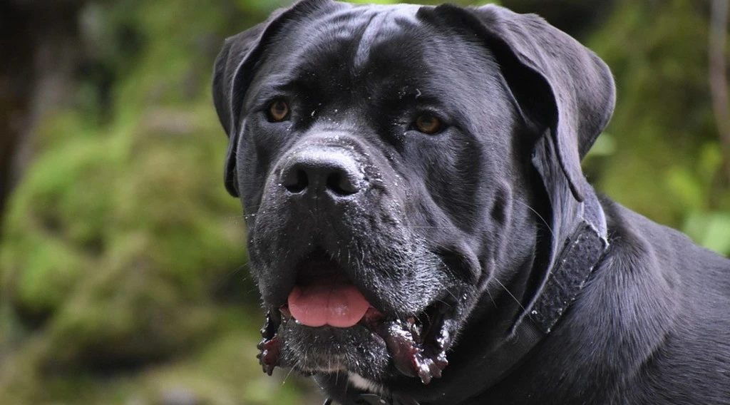 Bagheria, sbranato da un branco di cani: la morte atroce di Salvatore Maggiore  