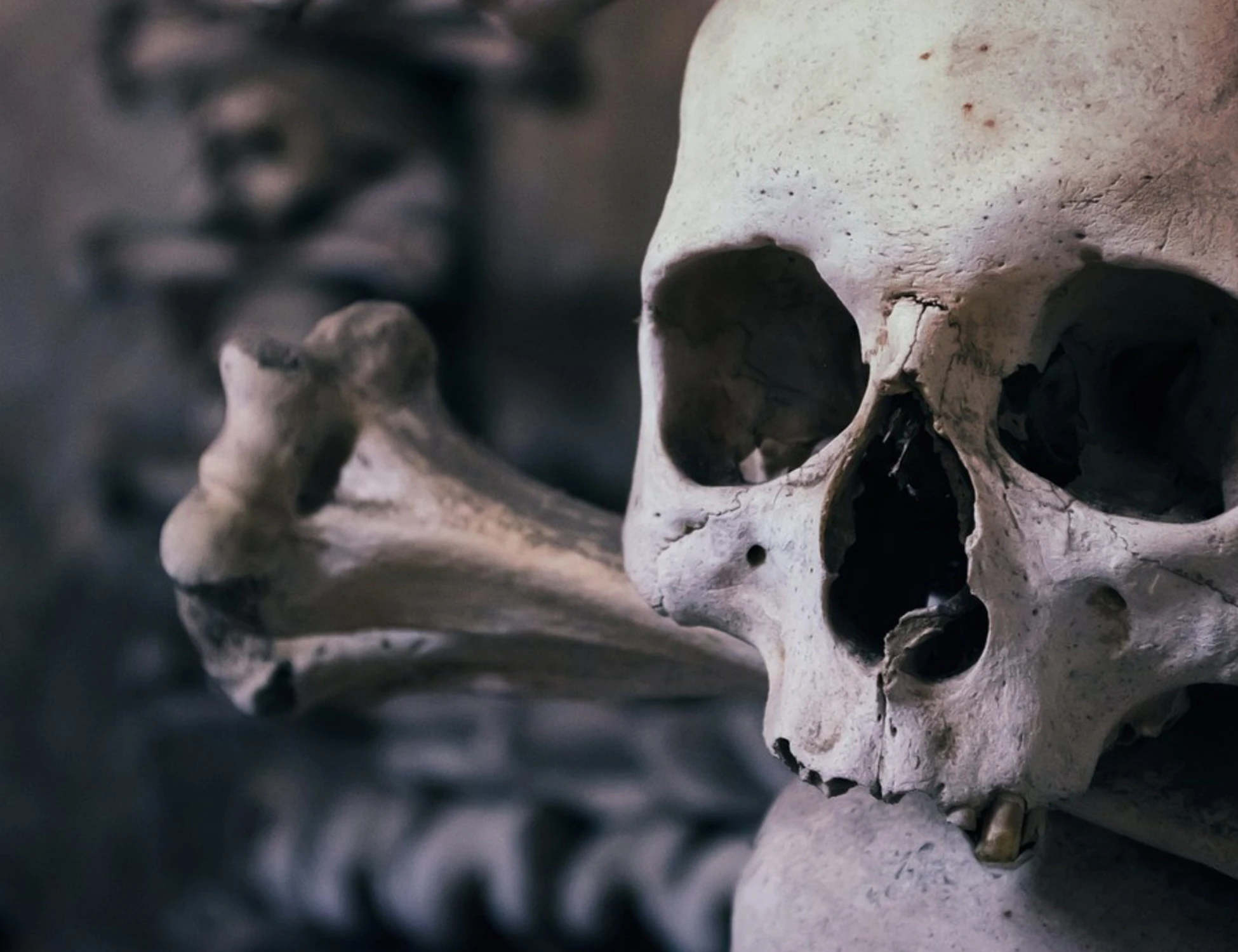 Il misterioso mondo dei teschi perduti e ritrovati
