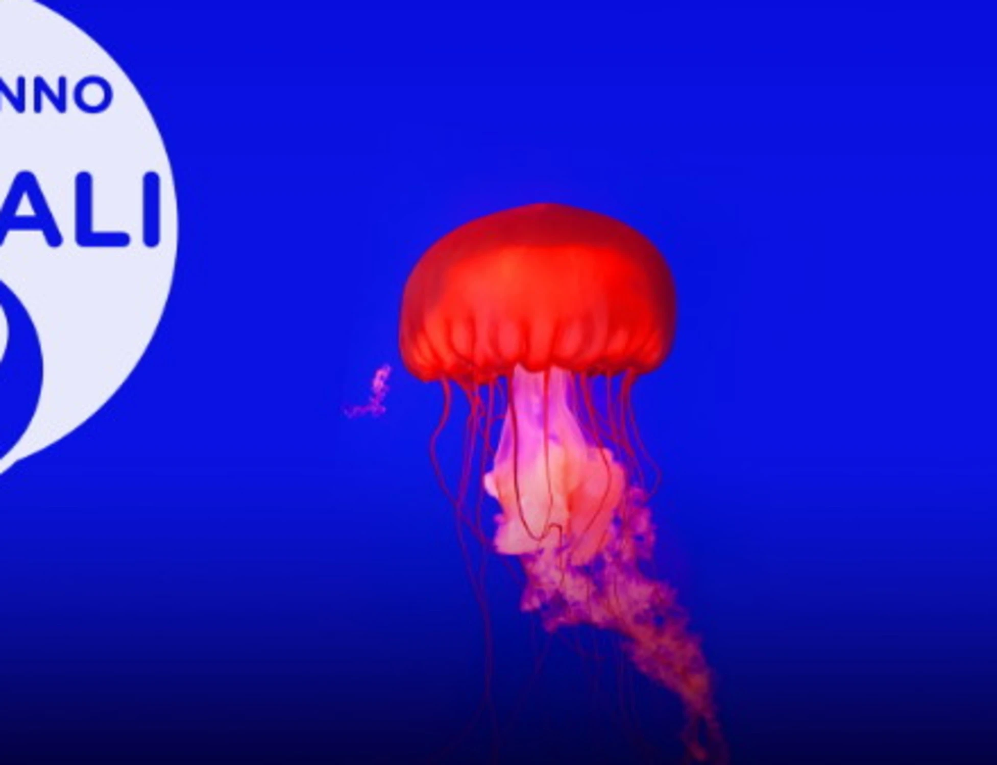 Come fanno gli animali, tutti pazzi per il docu-reality