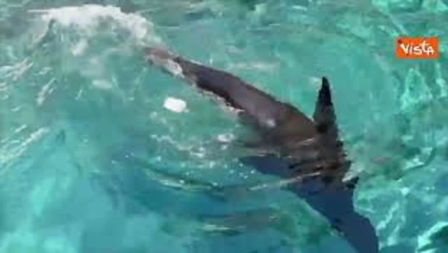Ghiaccioli di carne e frullati congelati contro il caldo per gli animali del Bioparco di Roma