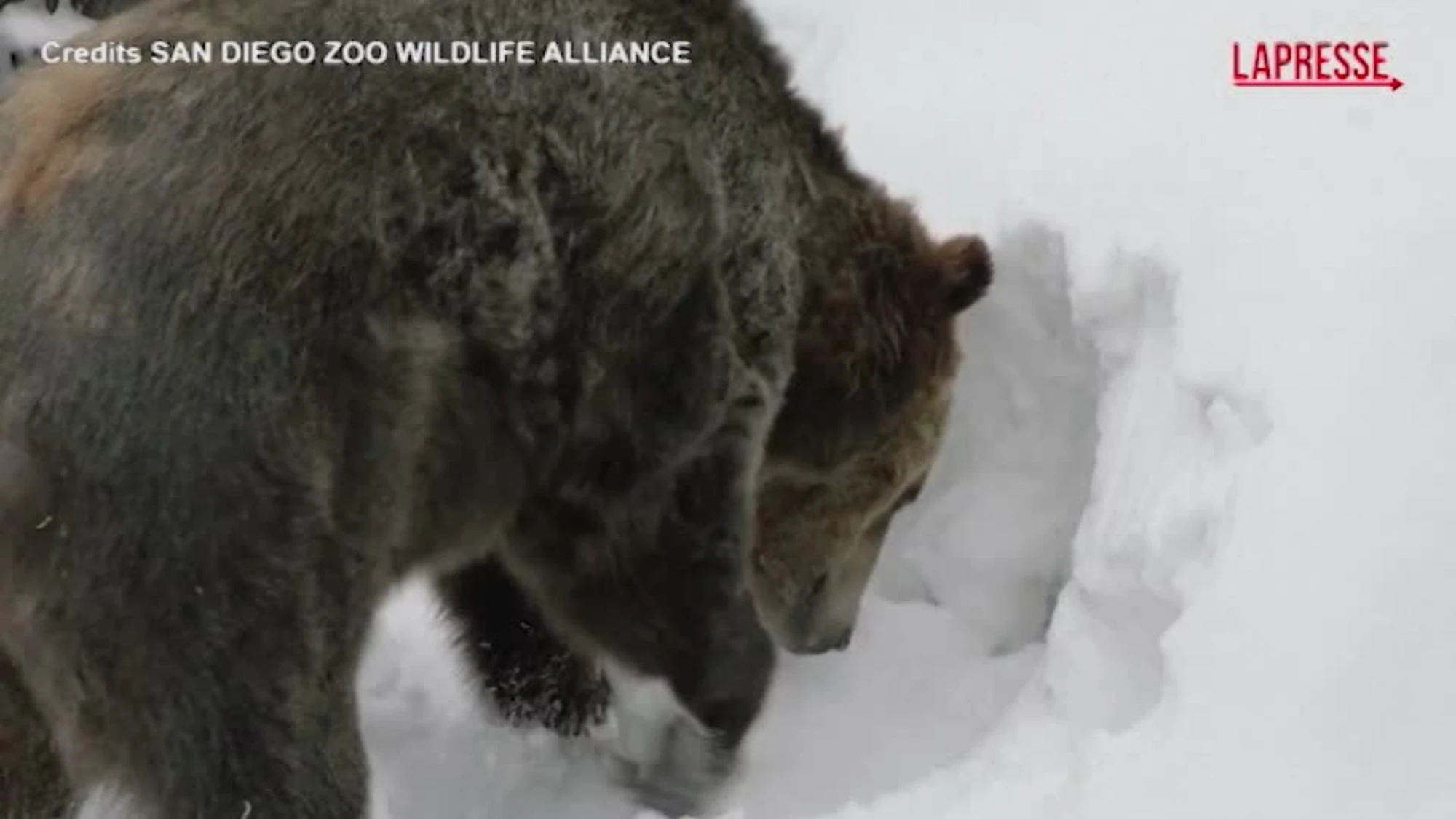 Usa, due fratelli grizzly salvati da cuccioli giocano nella neve allo zoo di San Diego