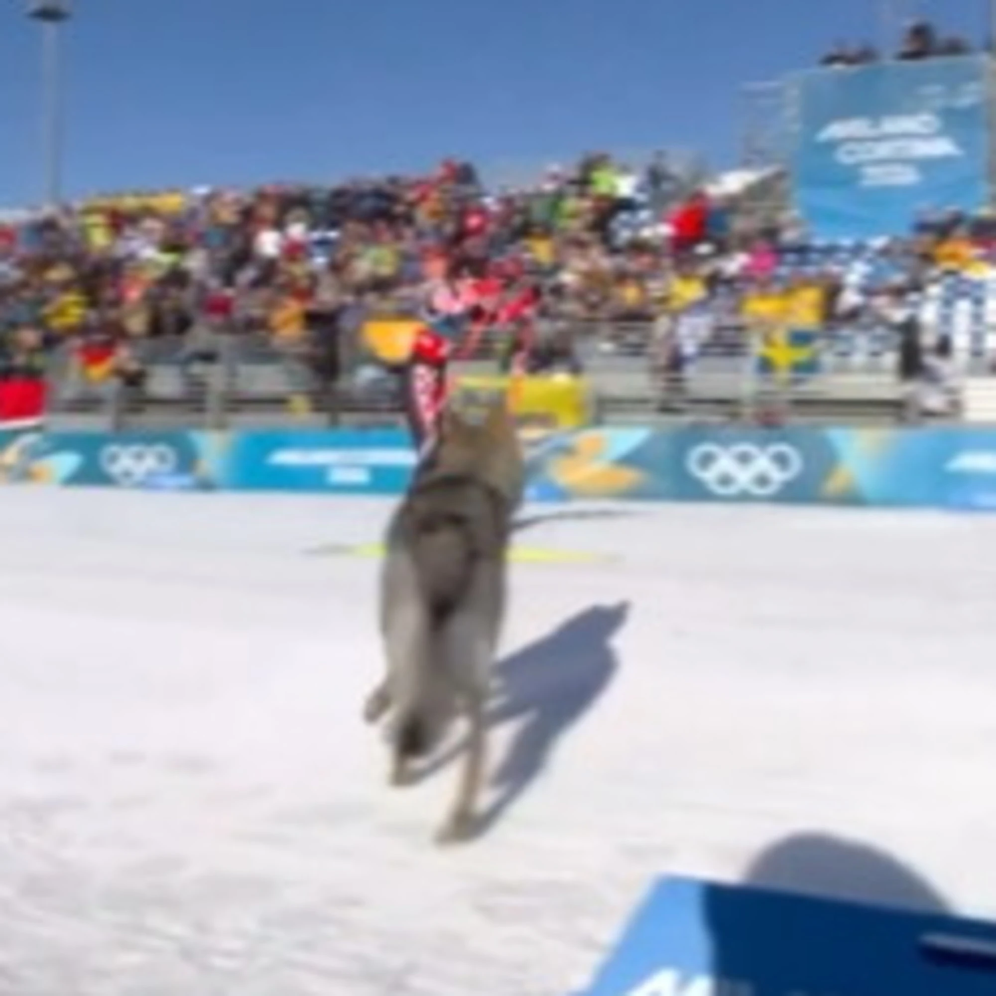 E all’improvviso spunta Nazgul, medaglia d’oro di spontaneità