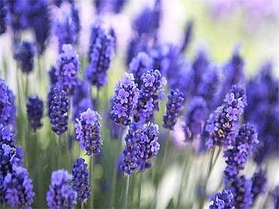 Dai prodotti per l'igiene e la casa fino all'uso in cucina, i mille volti della lavanda