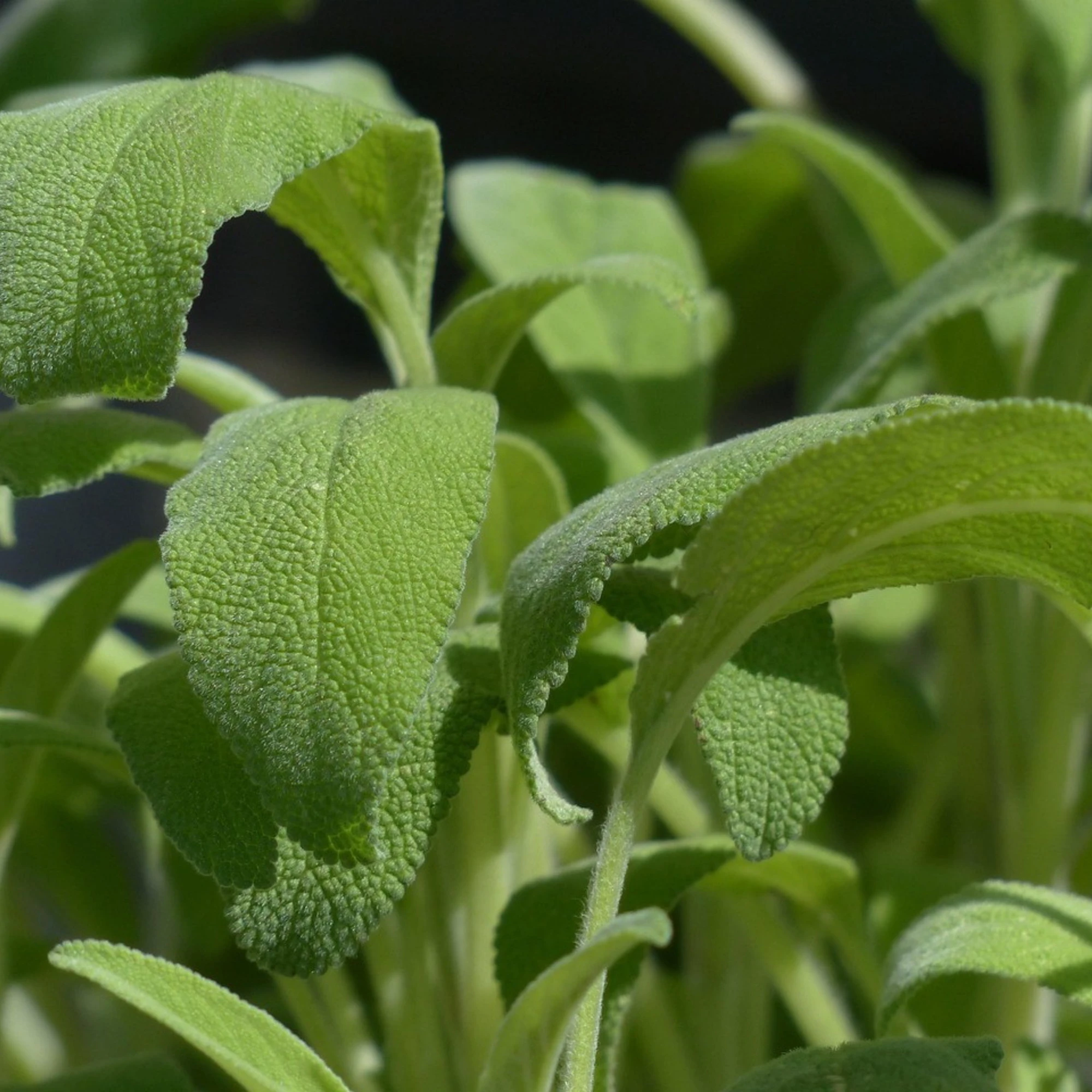 Salvia fritta, il compimento della fogliolina