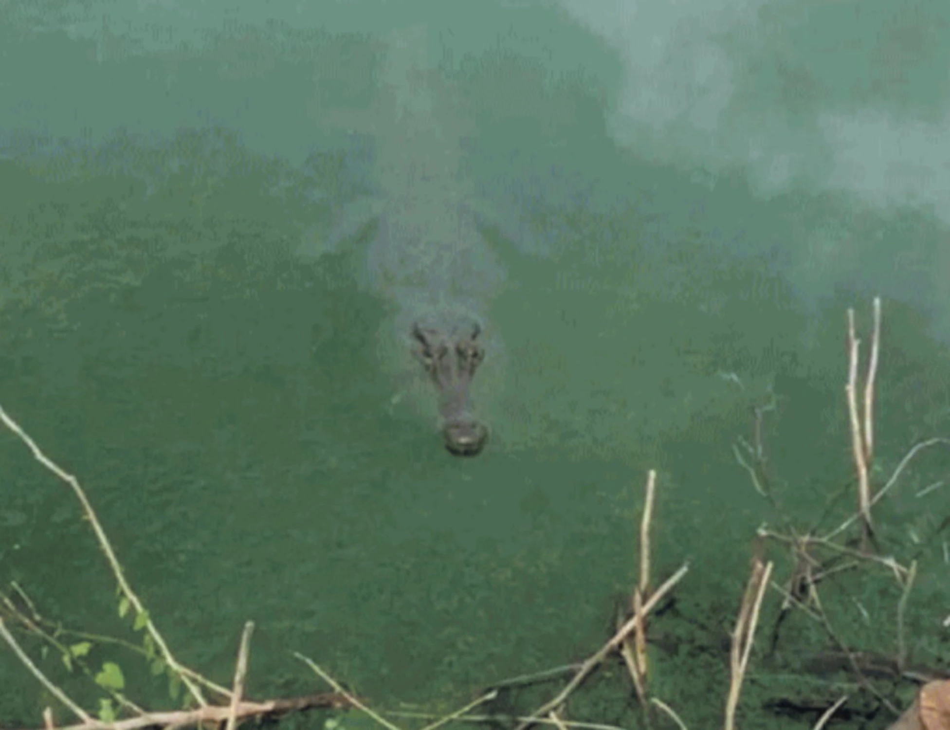 Pistoia, c'è un coccodrillo nel lago. E arriva l'esperto dall'estero