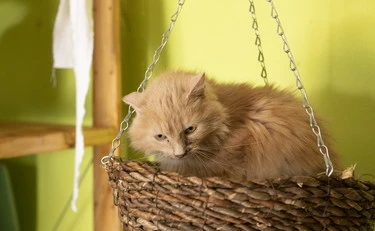 L’illogicità dell’economia spiegata ai gatti