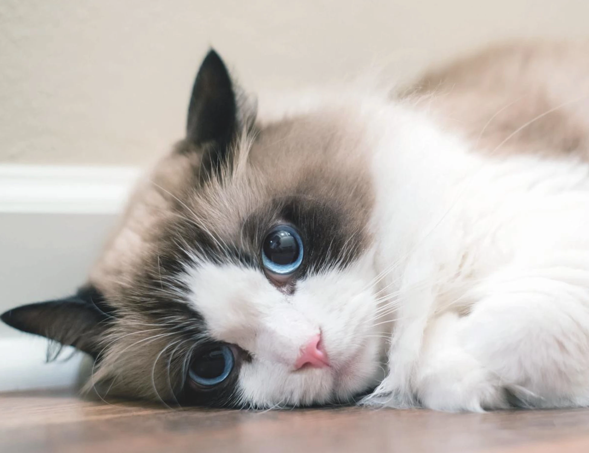 IN PASSERELLA AL SUPERCAT SHOW 50 RAGDOLL E OLTRE 70 MAINE COON