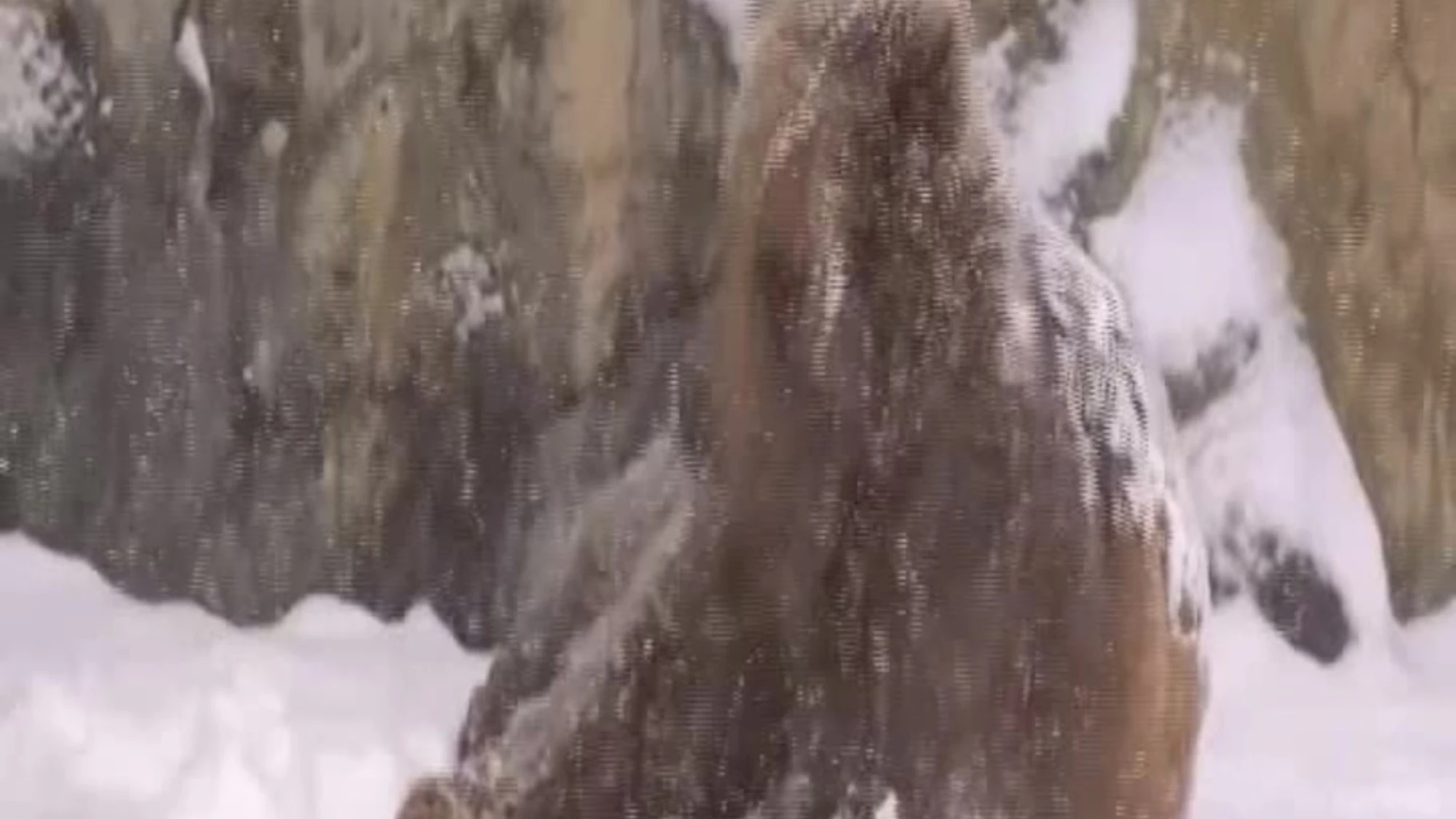Tim, l'orso bruno si rotola nella neve di Chicago