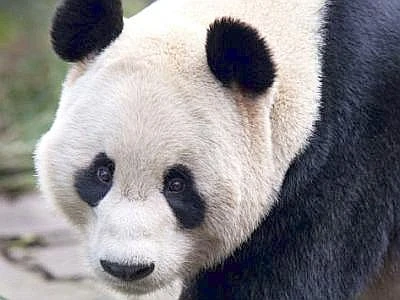 Salvare le specie animali a rischio estinzione con modifiche genetiche