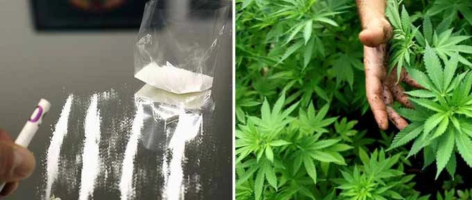 La ricerca sul cancro ai testicoli:pippare coca riduce i rischifumare marijuana li raddoppia