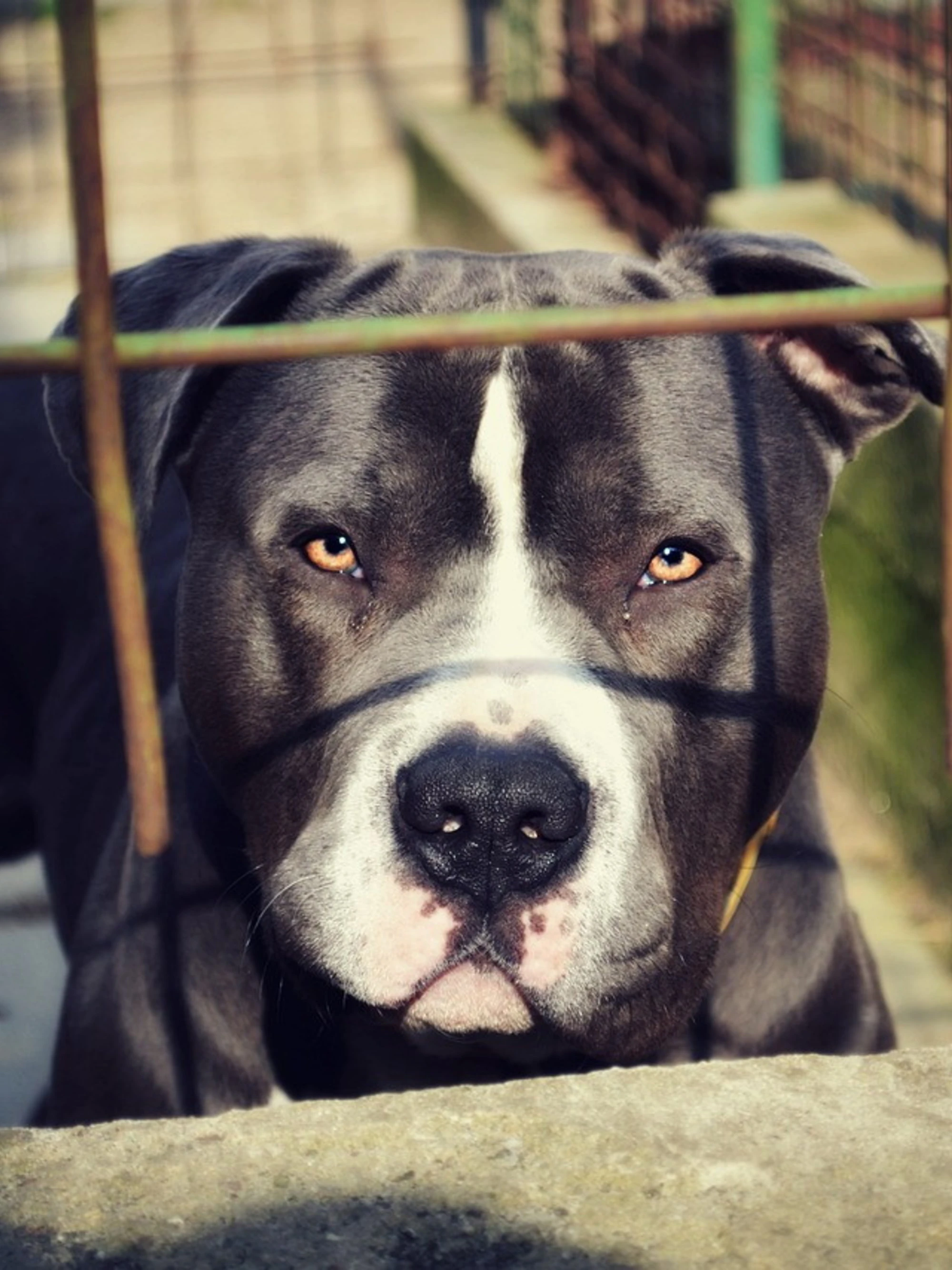 Usa, pitbull Oreo spara al padrone mentre è nel letto: cosa è successo