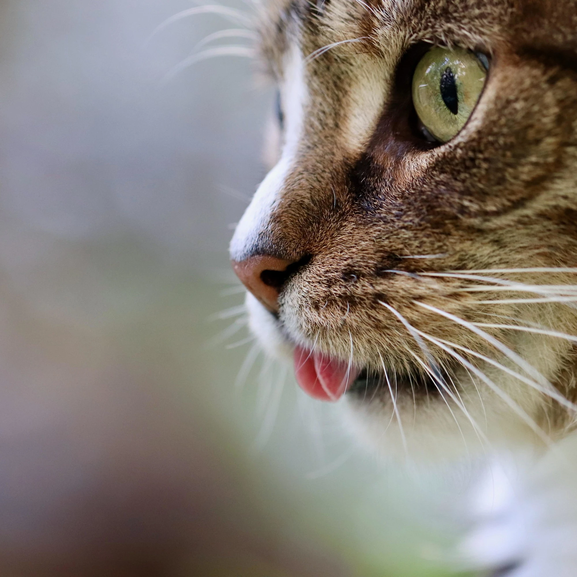 Come gestire l’ipersensibilità del nostro gatto