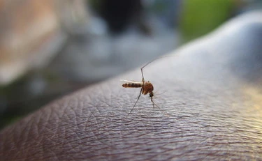 Virus West Nile, una donna morta a Latina. Allerta zanzara: "Può provocare danni enormi in Italia"