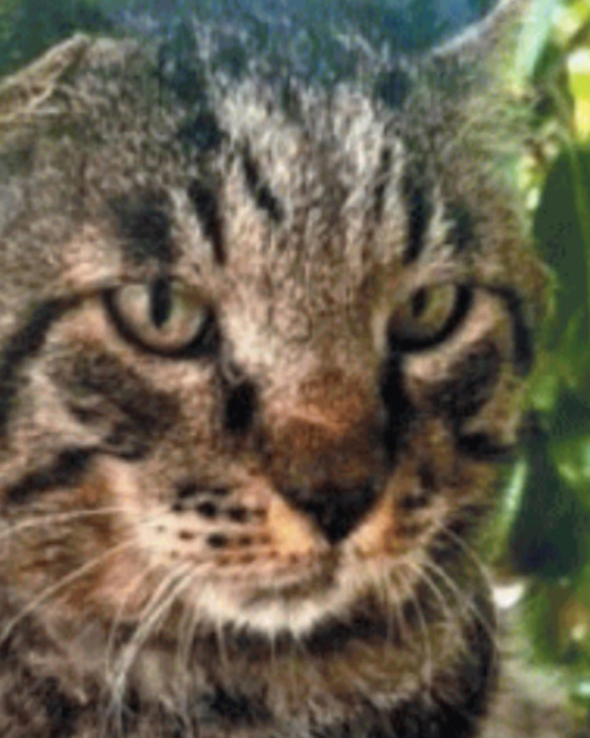 Venturina, la favola del gatto che ha sfidato il lupo ed è tornato vincitore