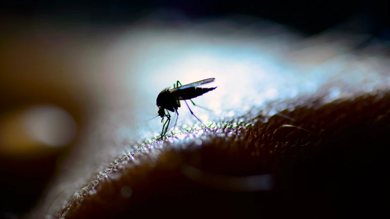 Coronavirus, Pier Luigi Lopalco a Tagadà: "Le zanzare aumentano il contagio?". Qual è la certezza