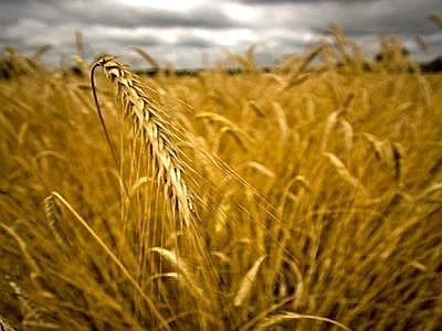 A rischio in Italia 1500 specie vegetali, la tutela passa dalle banche dei semi