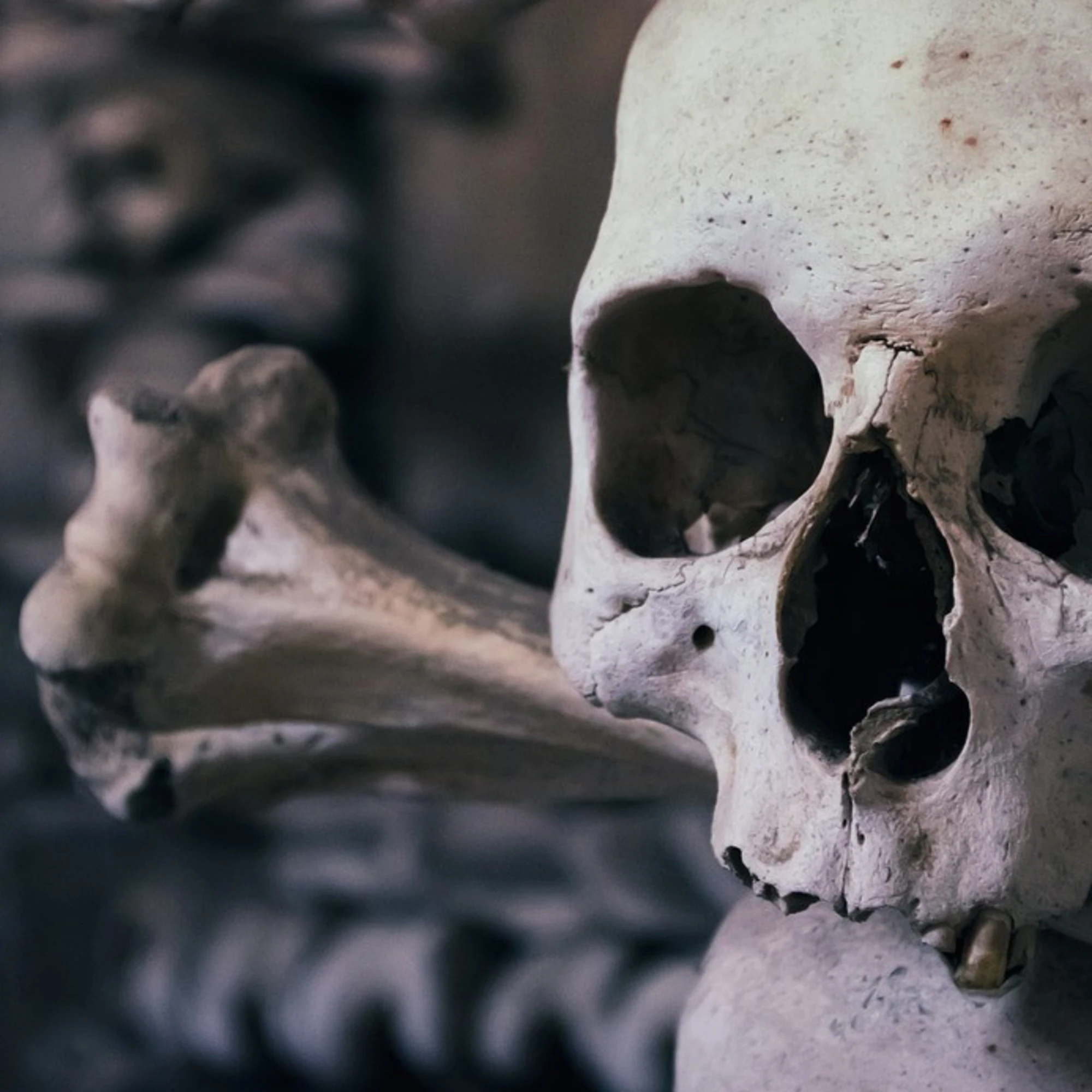 Il misterioso mondo dei teschi perduti e ritrovati