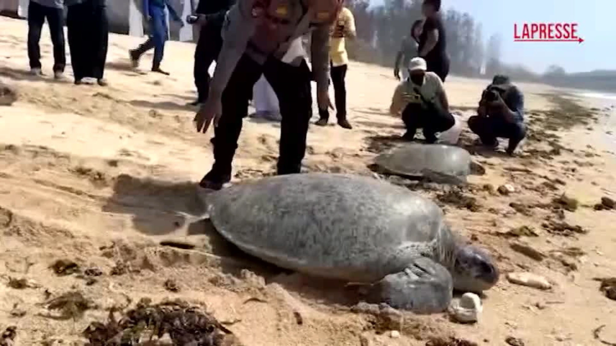 Indonesia, rilasciate in mare 20 tartarughe verdi
