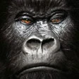 Congo, gorilla uccisi