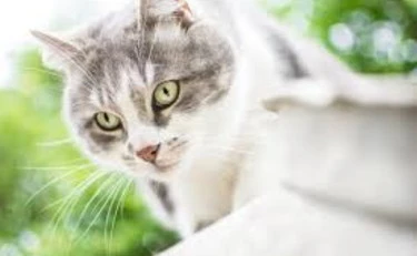 Dal pelo al peso: i problemi comuni che affliggono i gatti