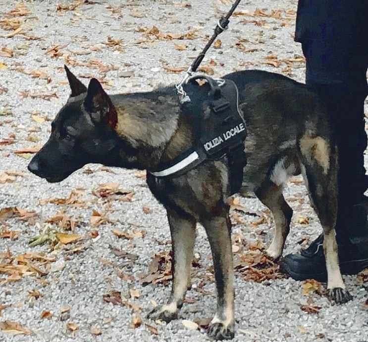 Filippo Facci, "cane fascista": ecco il simbolo del disastro Pd