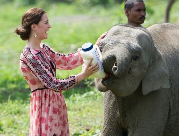 Incredibile Kate Middleton: le foto della duchessa mentre allatta un elefante