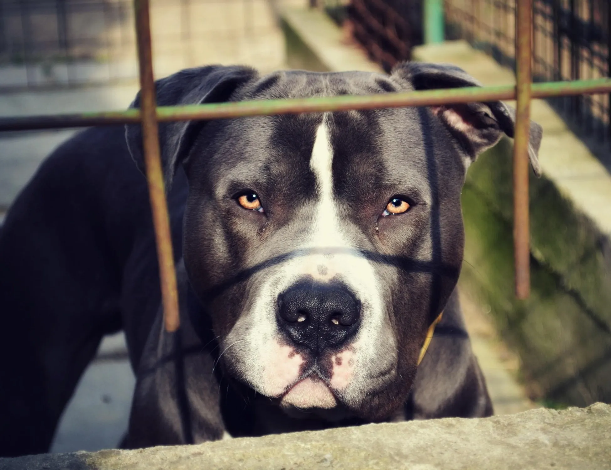 Leggi l'articolo: Bimba sbranata e uccisa dal pitbull: Nola, la sentenza-choc