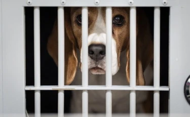 Basta Beagle in laboratorio: la sentenza cambia tutto