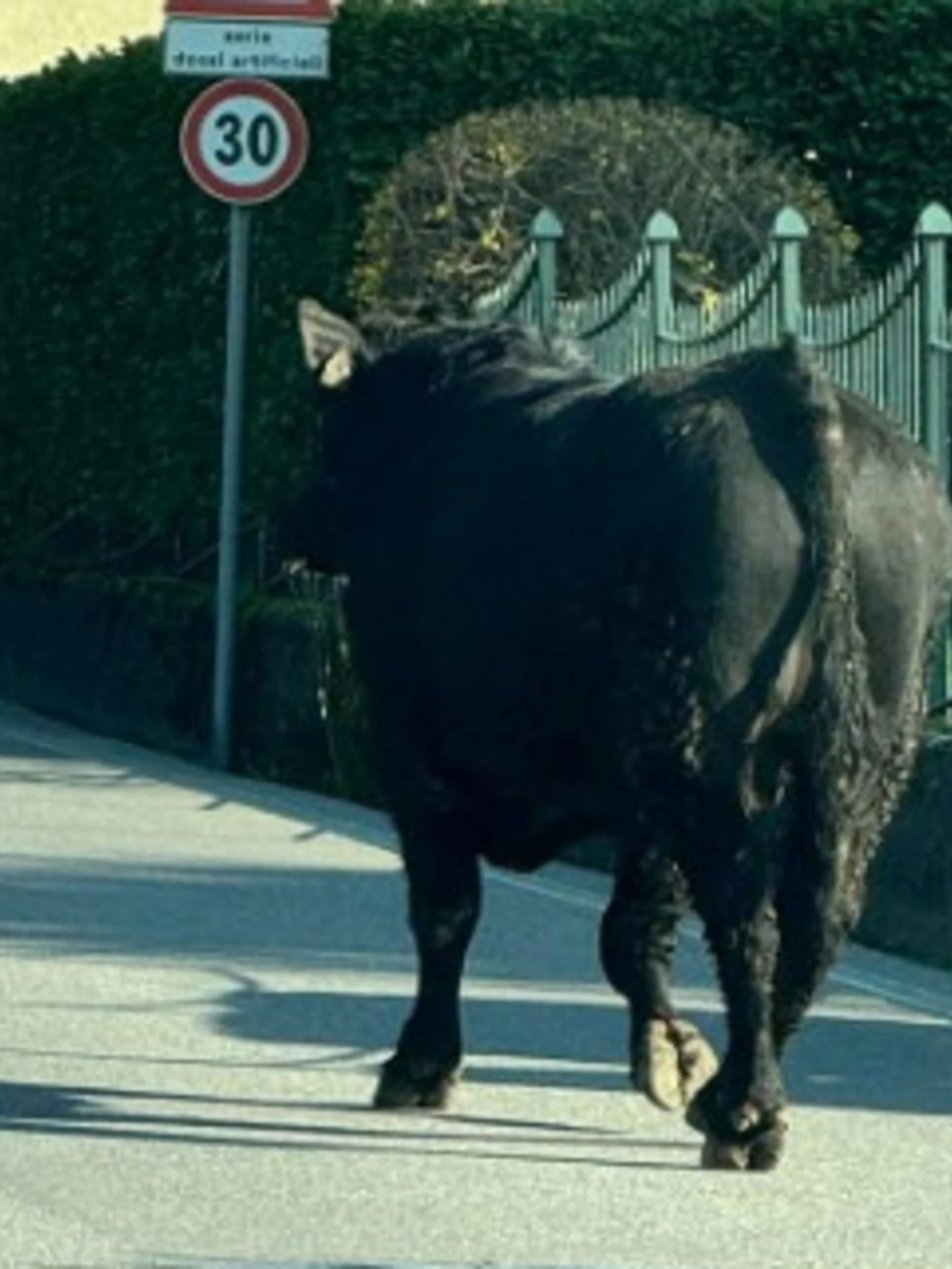 Oggiono, toro fugge dal macello: travolta una donna, evacuata la scuola materna