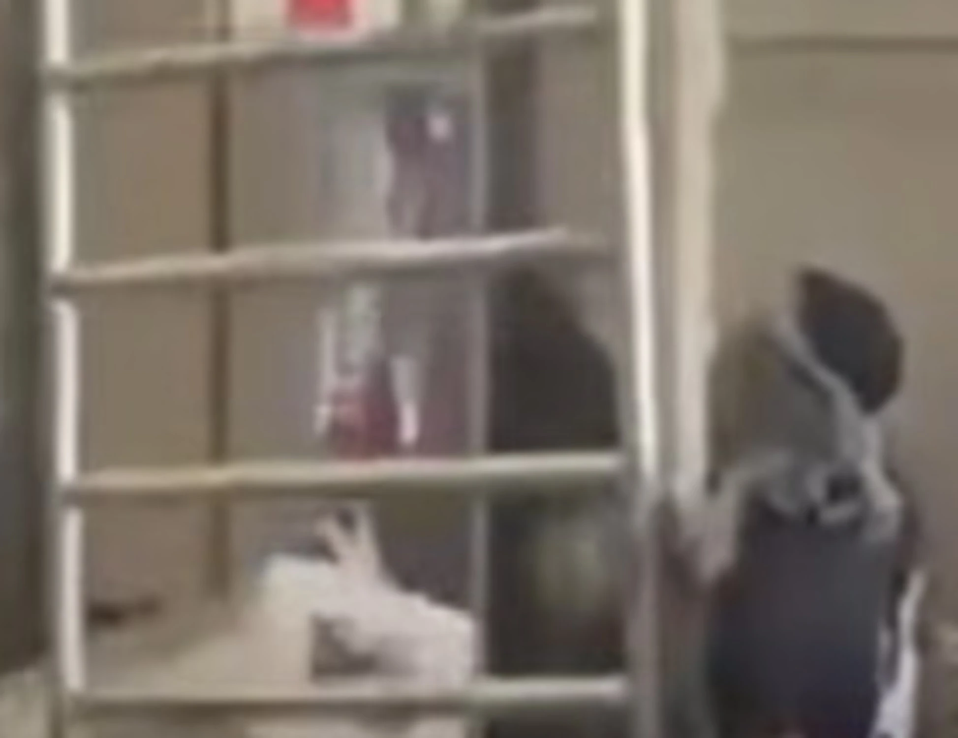 FdI smaschera i pro-Pal: "L'unica cosa che vi sta a cuore è lo scontro con lo Stato"