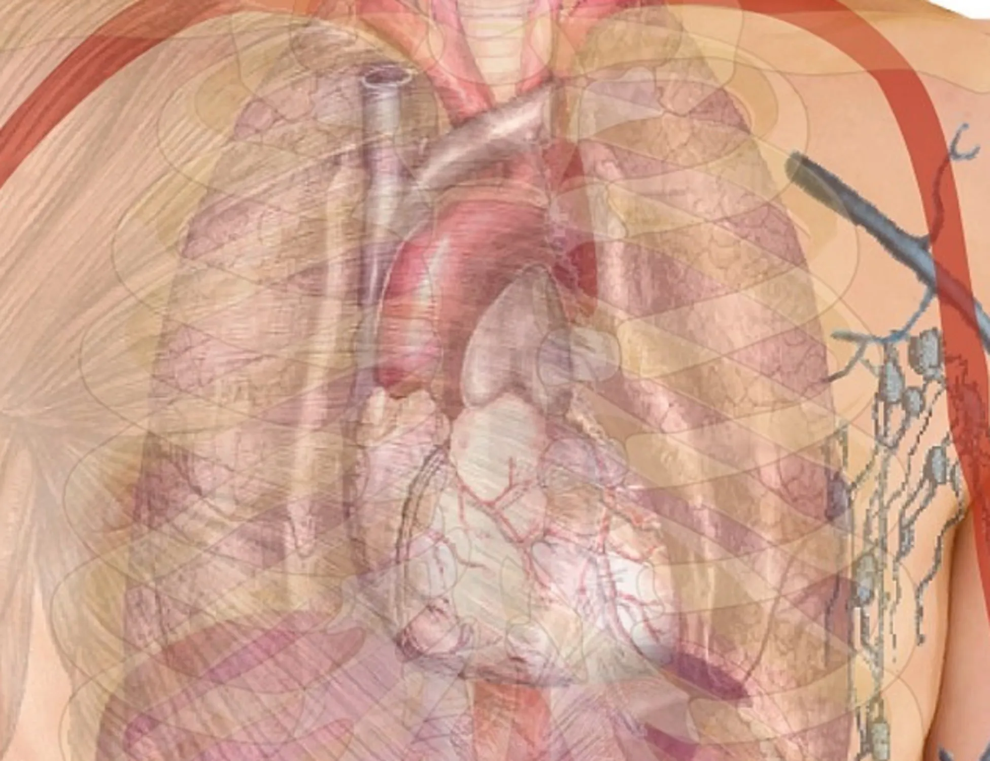 Infarto, quando le cellule del cuore cambiano: il ruolo chiave di un gene  