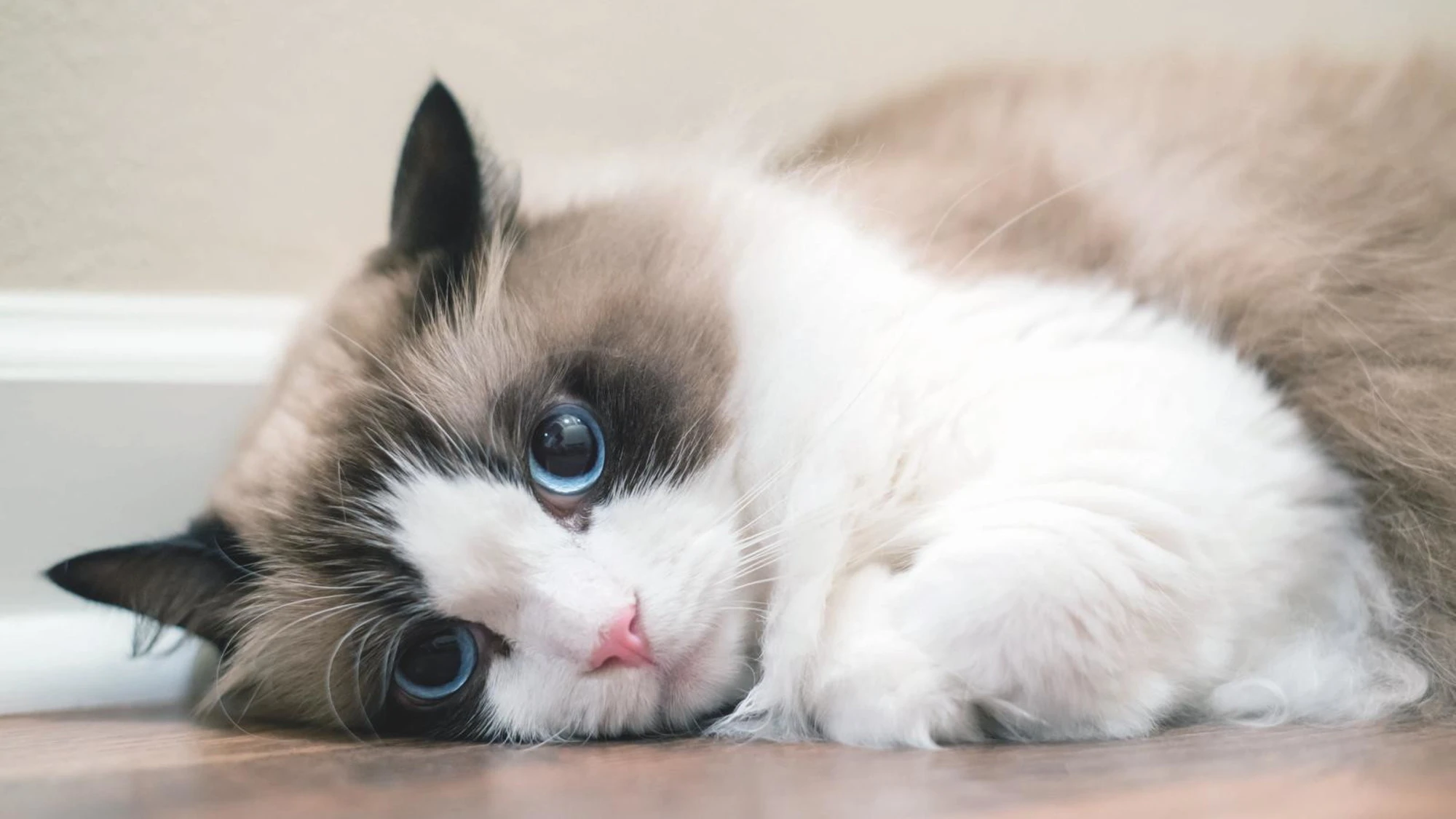 IN PASSERELLA AL SUPERCAT SHOW 50 RAGDOLL E OLTRE 70 MAINE COON