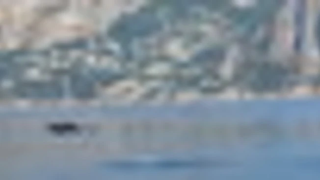 Capri, decine di delfini nuotano nel mare dei Faraglioni
