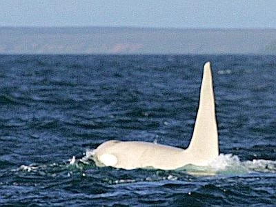 Ecco 'Iceberg', 16 anni: l'orca bianca più anziana avvistata in Russia