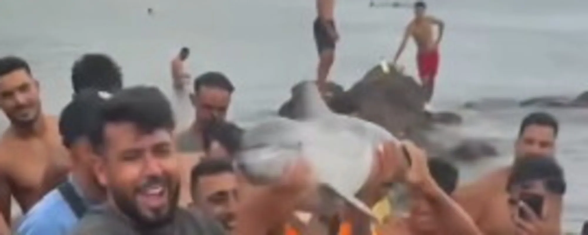 Ceuta, l'orrore degli immigrati contro un delfino: le immagini agghiaccianti indignano il mondo