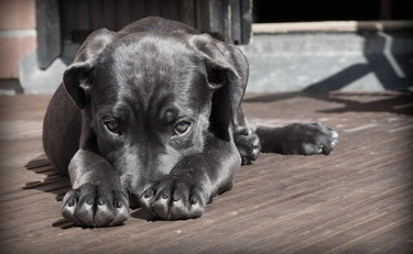 I diversi modi di comunicare del nostro cane