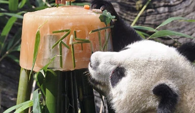 Il panda Fu Long