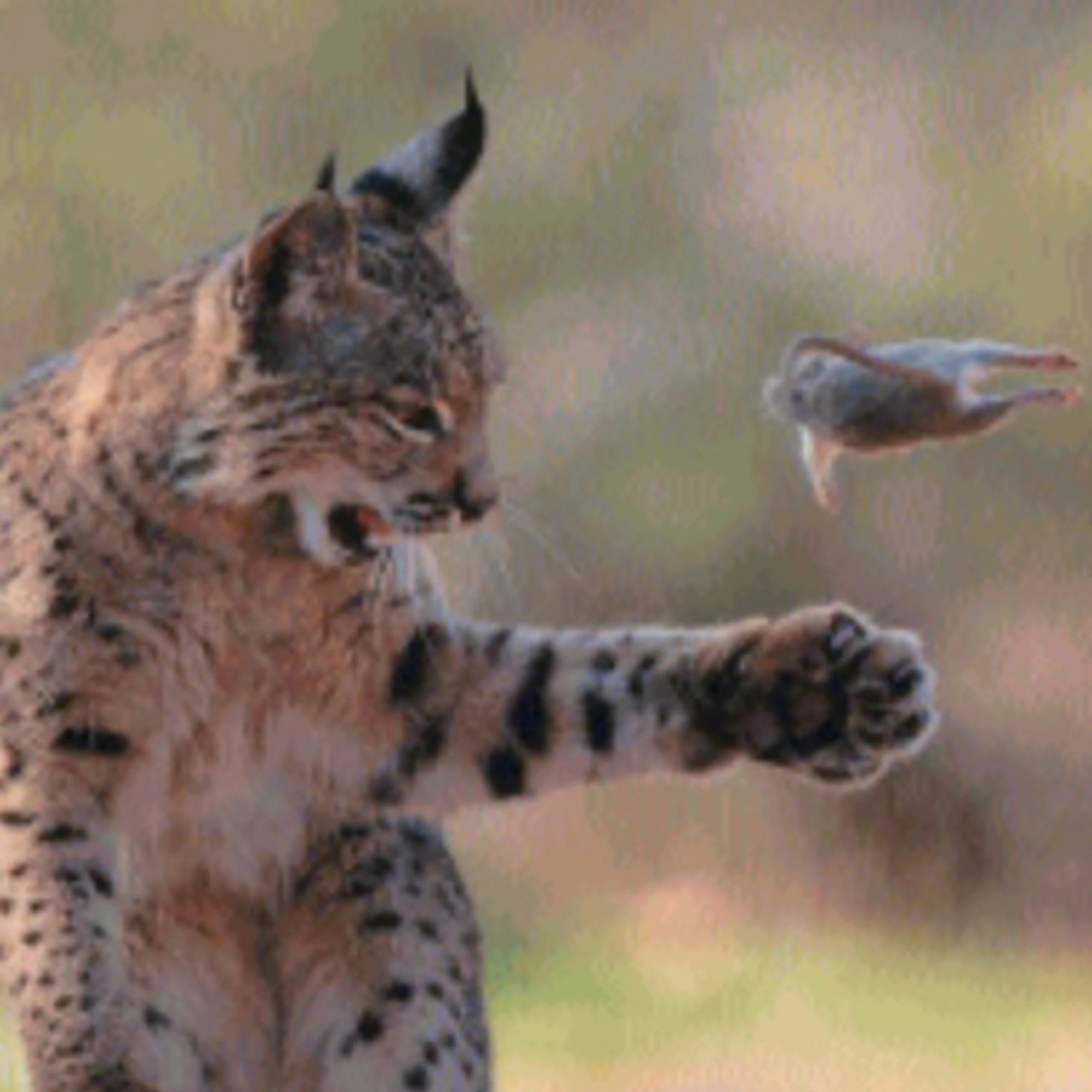 L'attimo afferrato in uno scatto che rende la natura opera d'arte