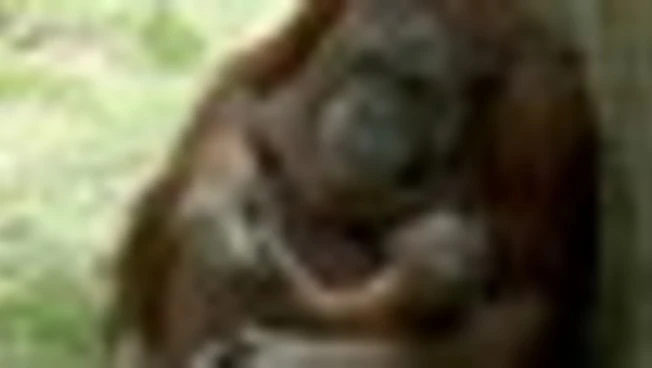 Allo zoo di Madrid nasce un orango del Borneo, specie in via estinzione