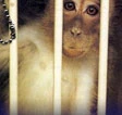 Per la giornata degli animali